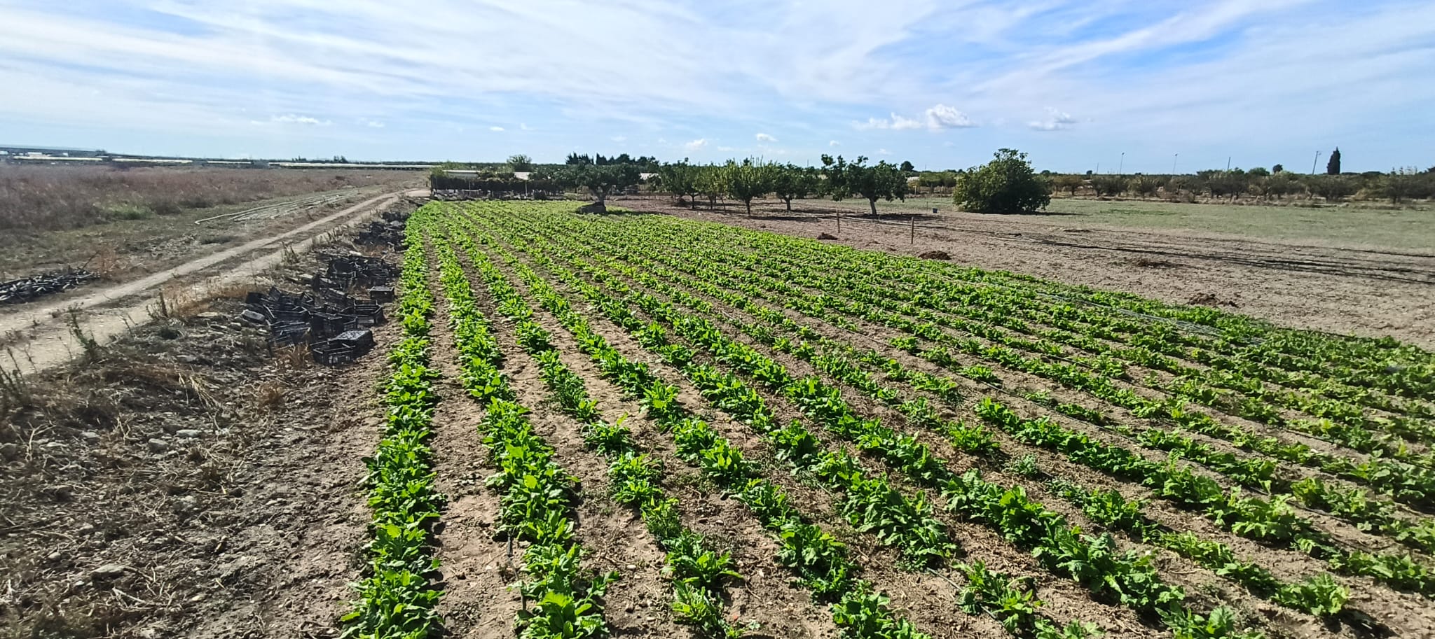 Terreno agricolo in vendita, località Boccadoro - Contrada Le Paludi - Trani.